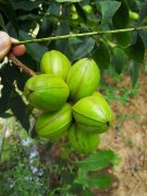 选育4个省级薄壳山核桃良种